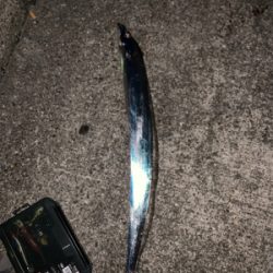 令和初タチウオ