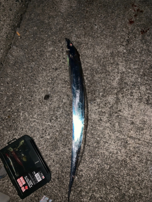 令和初タチウオ