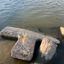 今日も手長えび