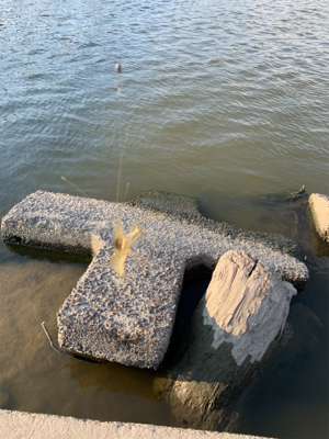 今日も手長えび