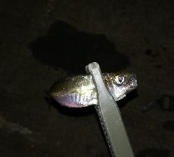 ナイトアジング