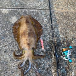 アオリイカ爆発的釣果!!