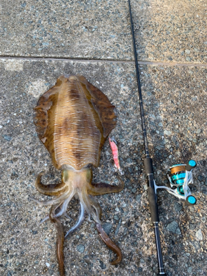 アオリイカ爆発的釣果!!