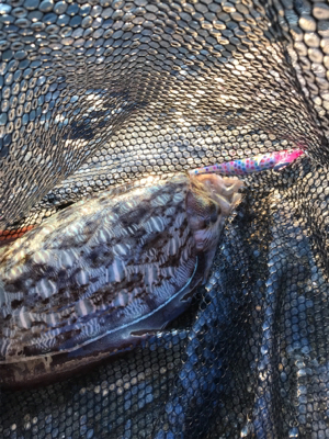 日課エギング 短時間