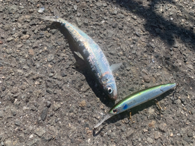 大真鰯の醸す夢は