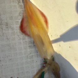 イカメタル開幕?