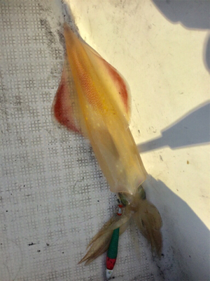 イカメタル開幕？