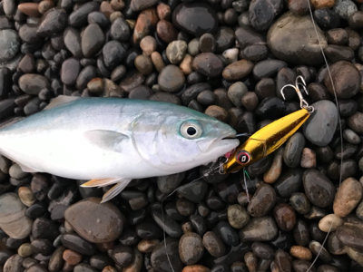 七里御浜ショアジギング