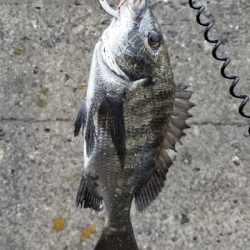 坊主続いてのチヌ