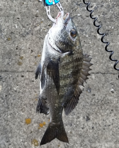 坊主続いてのチヌ