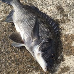 風が強くて釣り難い