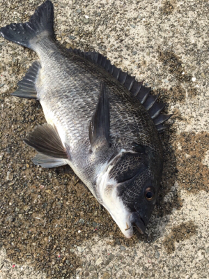 風が強くて釣り難い