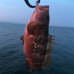 今季初アコウ・青物