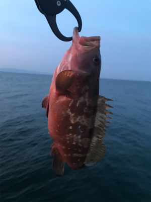 今季初アコウ・青物