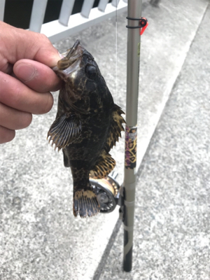 自作目印初キャッチがこれ