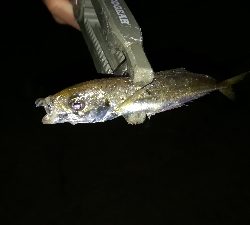 ナイトアジング