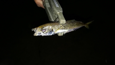 ナイトアジング