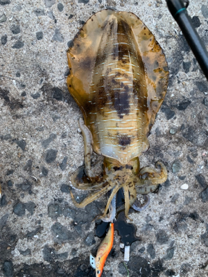 アオリイカとヤリイカ