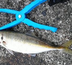 今シーズン最大