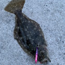 高級天然美味魚!