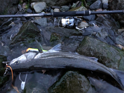 初のリバーシーバス