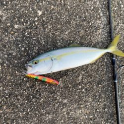 ヒラメ、青物釣行〜