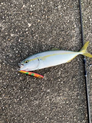 ヒラメ、青物釣行〜