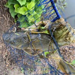 またまた鯉釣りへ