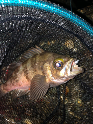 メバル、アジ爆釣！