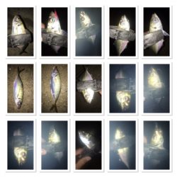 貝塚ライトゲームで7目達成！