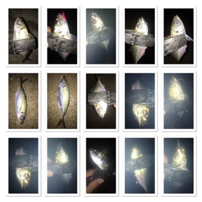 貝塚ライトゲームで7目達成！