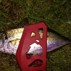 アジンガー1900〜2145