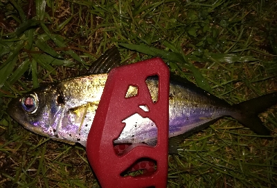 アジンガー1900〜2145