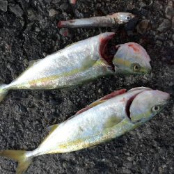 エイ　ボラ多い