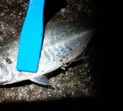 尺アジに届かず