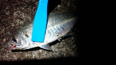 尺アジに届かず