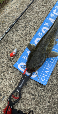 武庫川河川敷ナマズゲーム