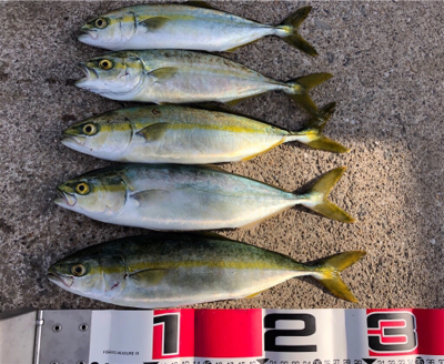 暴風の中、回遊タイミングでの積み上げ^_^…