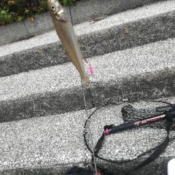 ちょい投げでキス