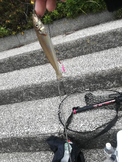 ちょい投げでキス