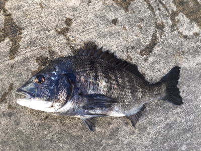 雨上がり後のエビ撒きに期待