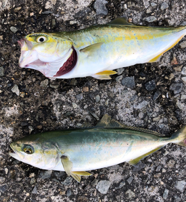 マズメはずしのデイゲーム