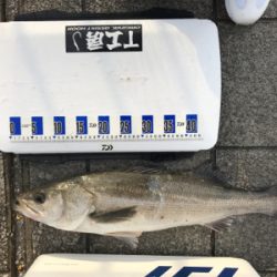 タチウオ狙いのはずが