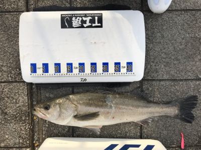 タチウオ狙いのはずが