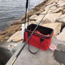 波止で五目釣り