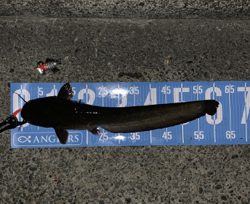 早朝ナマズゲーム