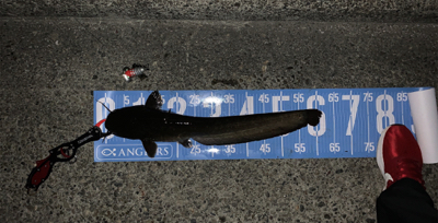 早朝ナマズゲーム