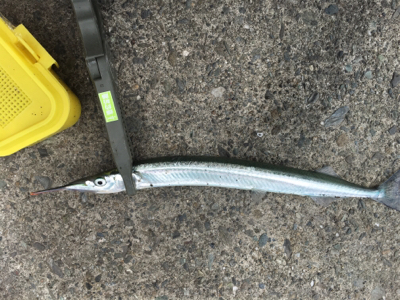 ファミリーフィッシング