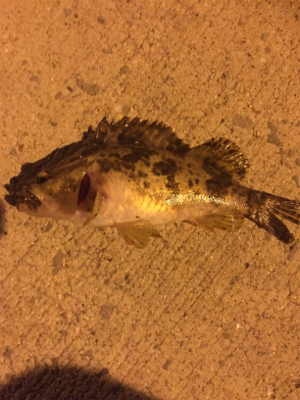 西鳥取漁港初釣行