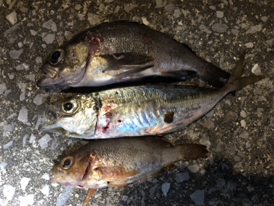 桂浜 メバル・アジ渋い...